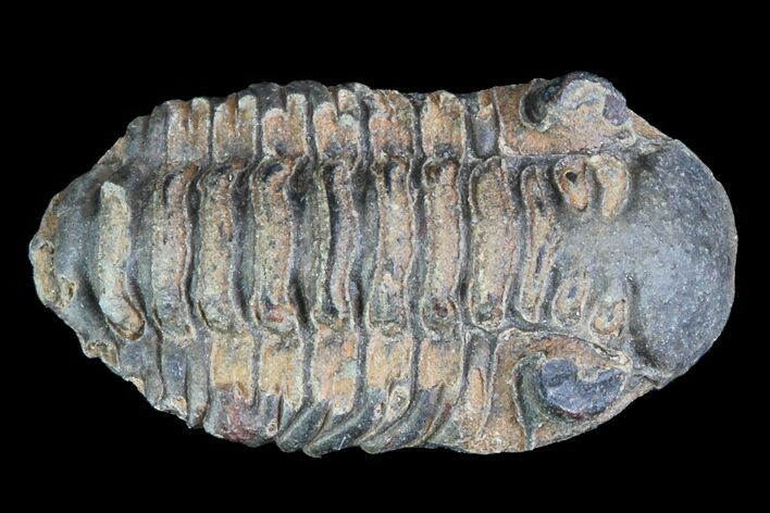 Small Acastoides Trilobite Fossil - Morocco #76449
